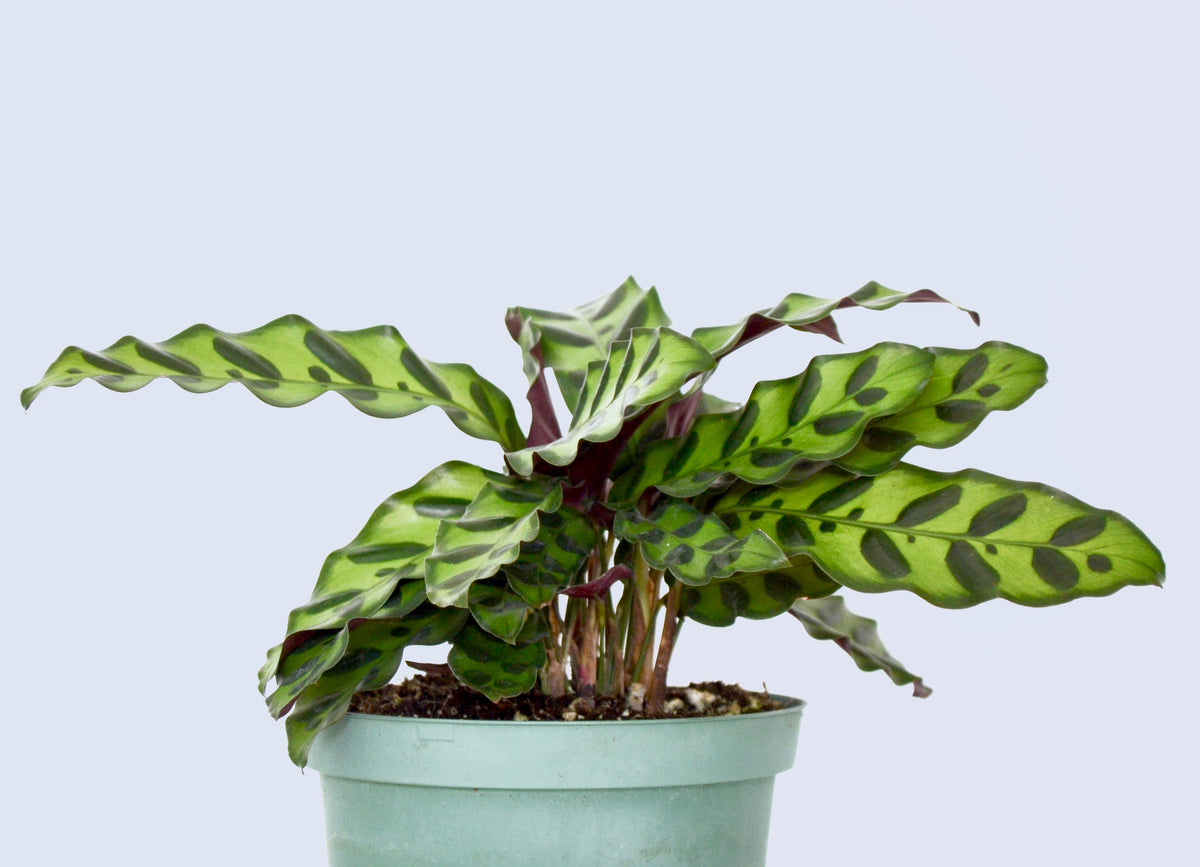 Rattlesnake Calathea An InDepth Bio & Care Guide Outside In