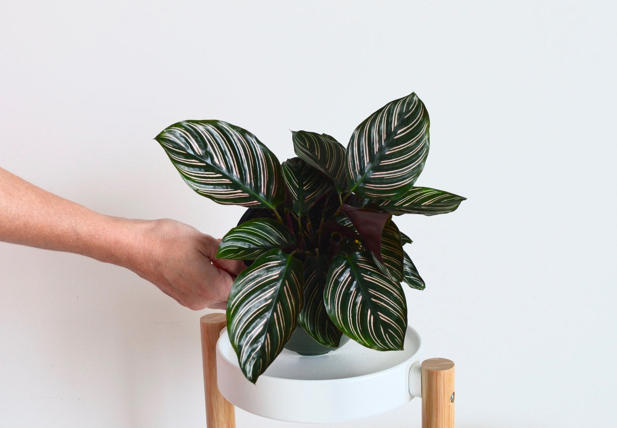 Calathea Ornata In-Depth Guide: Care & Facts About The Pinstripe Plant   Outside In