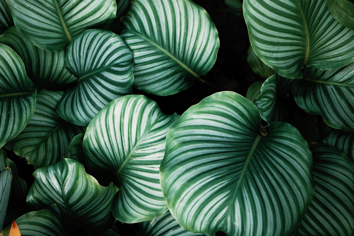 lange efeutute Epipremnum Marble Queen