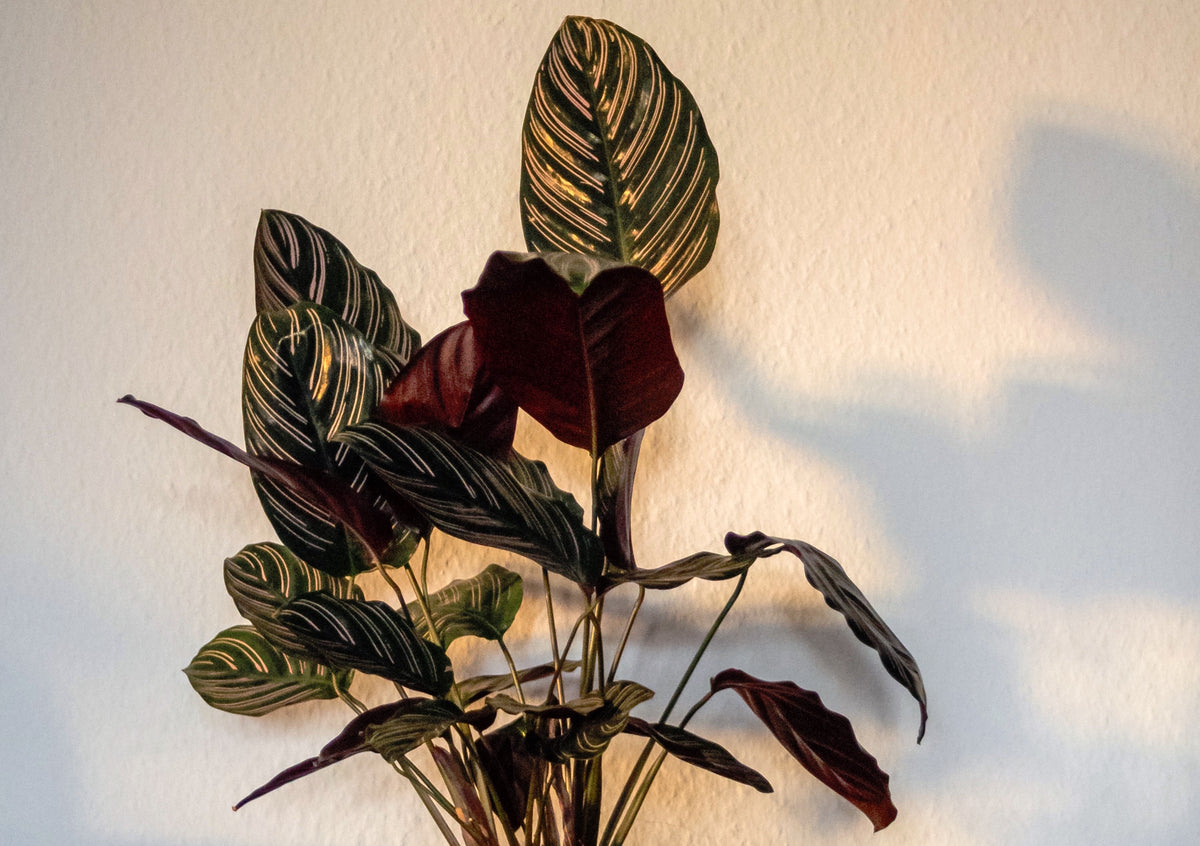 Why Do PrayerPlant Leaves Lower and Rise, Day and Night? Some Theories