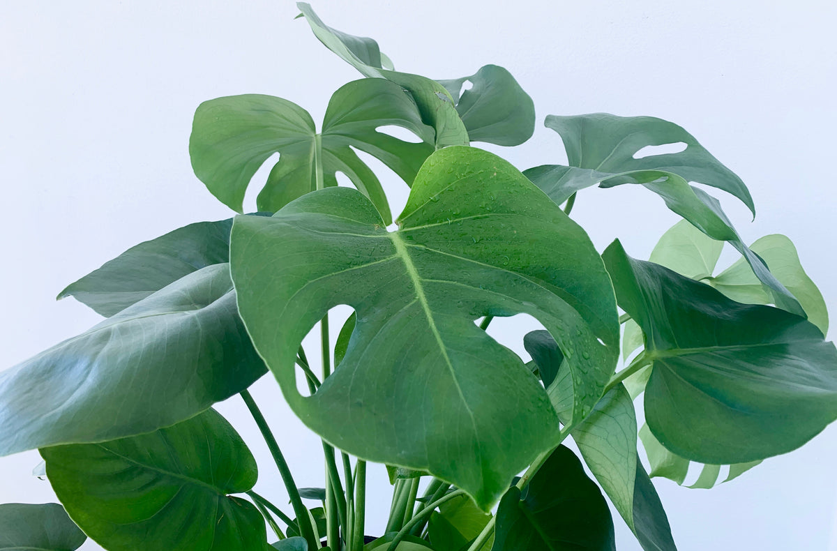How To Clean Your Houseplants