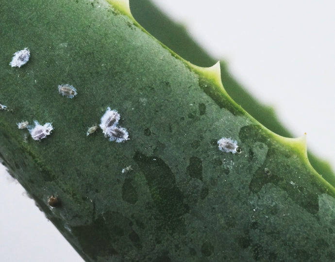 Plant Pests & How to Prevent Them: An Overview