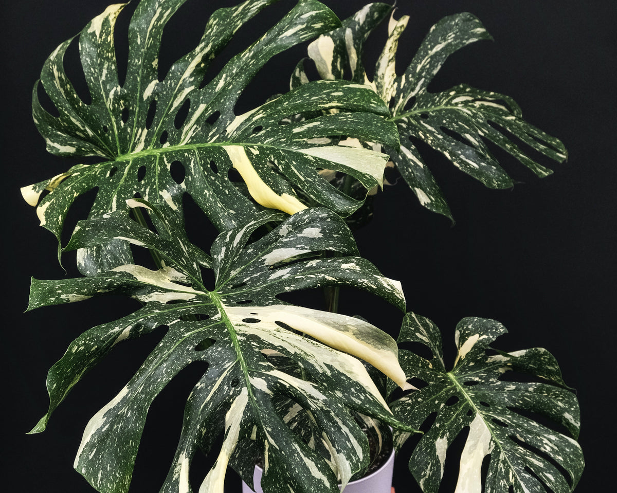 Monstera 'Thai Constellation' | An In-Depth Bio & Care Guide  Outside In