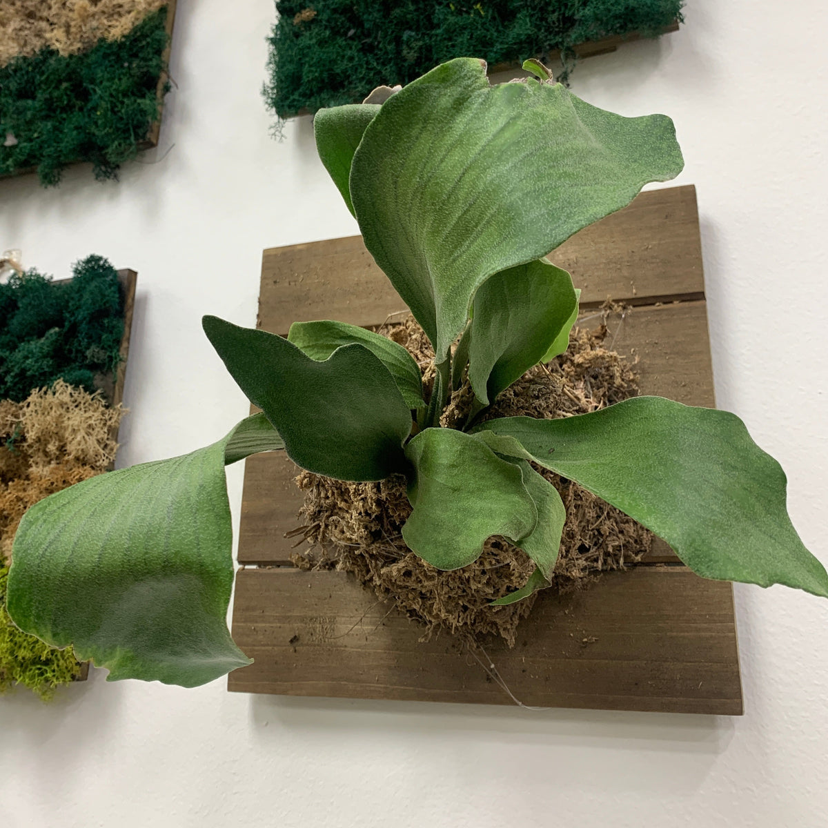 DIY Staghorn Fern Mount Kit PetFriendly Plants Outside In