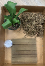 Load image into Gallery viewer, DIY Staghorn Fern Kit