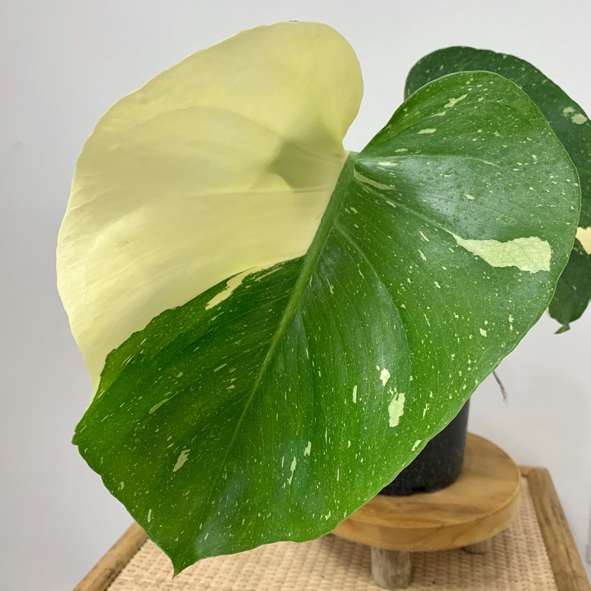 Monstera 'Thai Constellation' – Outside In