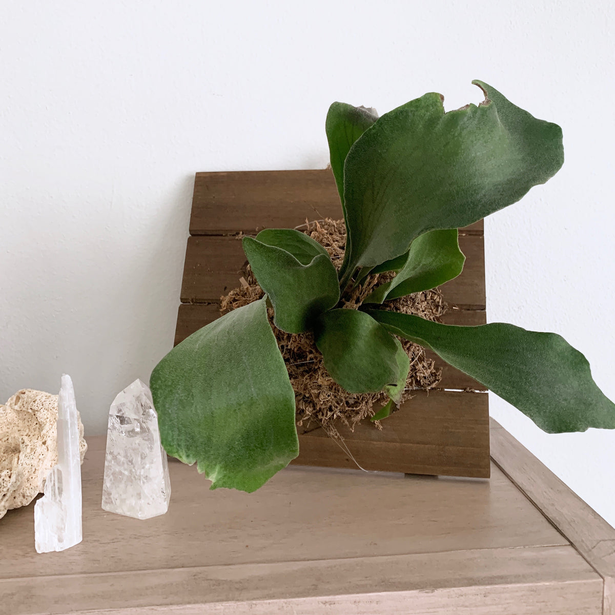 Mounted Staghorn Fern PetFriendly Plants Outside In