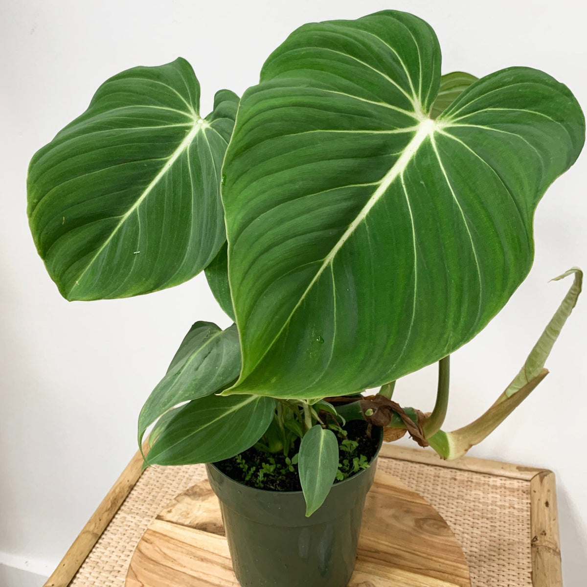 philodendron gordo 6