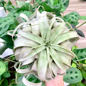 Beautiful Xerographica - M/L Airplant 