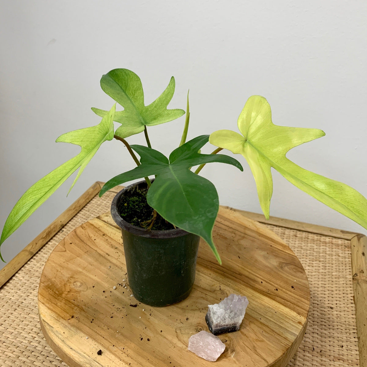 Philodendron Florida Ghost  Outside In