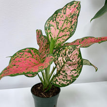 Load image into Gallery viewer, Aglaonema Pink 'Ruby Ray' - 4 Inch