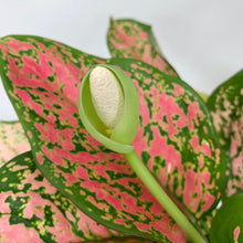 Load image into Gallery viewer, Aglaonema Pink 'Ruby Ray' - 4 Inch