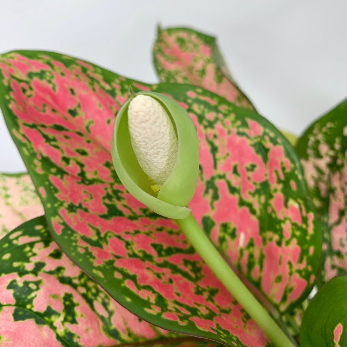 Aglaonema Pink 'Ruby Ray' - 4 Inch – Outside In