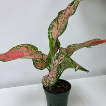 Load image into Gallery viewer, Aglaonema Pink 'Ruby Ray' - 4 Inch