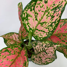 Load image into Gallery viewer, Aglaonema Pink 'Ruby Ray' - 4 Inch