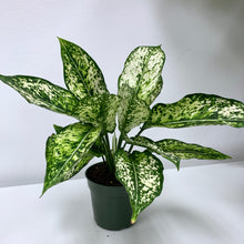 Load image into Gallery viewer, Aglaonema White 'Wintry Winehouse' - 4 Inch
