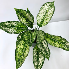 Load image into Gallery viewer, Aglaonema White 'Wintry Winehouse' - 4 Inch