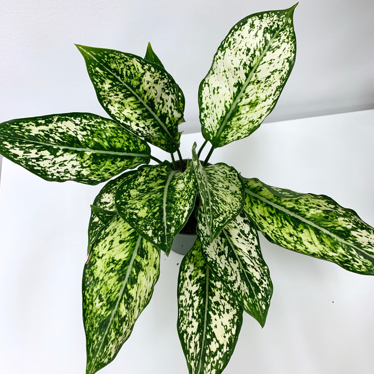 aglaonema special white hybrid Aglaonema White 'Wintry Winehouse'