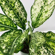Load image into Gallery viewer, Aglaonema White 'Wintry Winehouse' - 4 Inch