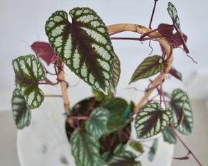 rex begonia vine plant