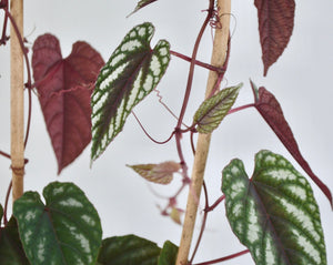 cissus discolor 6 inch plant