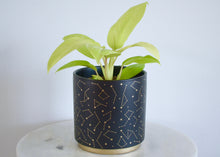 Load image into Gallery viewer, Vibrant Light Green Houseplant in Black Constellation Sky Pot