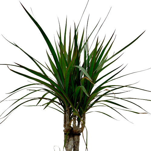 dracaena marginata braid Dracaena Marginata Braid