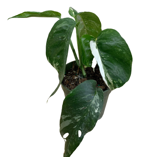 philodendron epipremnum pinnatum variegated Epipremnum Pinnatum Variegata