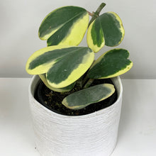 Load image into Gallery viewer, Variegated Hoya