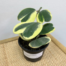 Load image into Gallery viewer, Variegated Hoya Plant