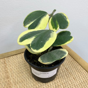 Variegated Hoya Plant