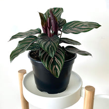 Load image into Gallery viewer, indoor plant with pink stripes and maroon undersides