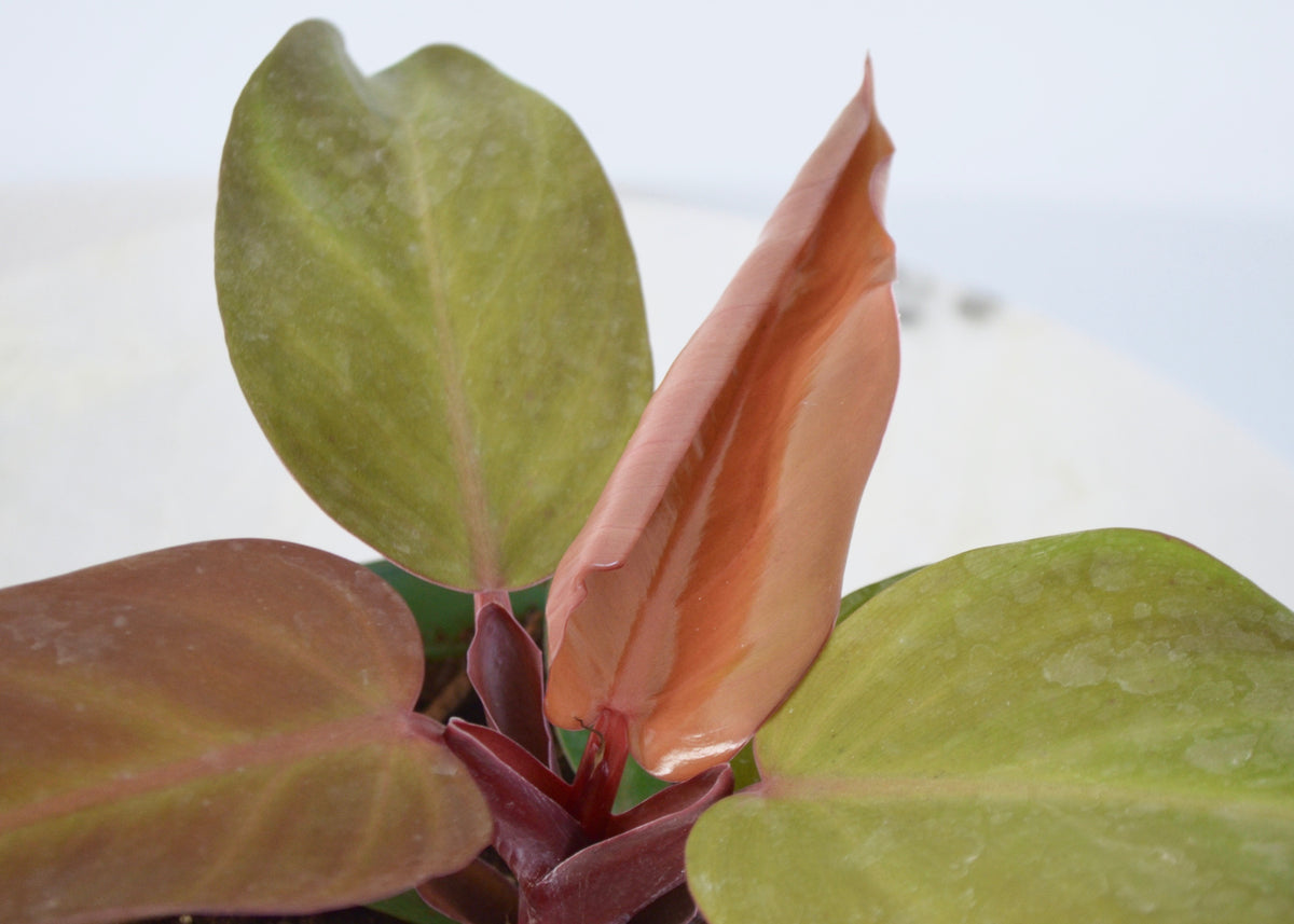mccoys finale philodendron Philodendron McColley's Finale – Outside In
