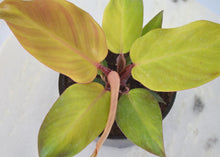 Load image into Gallery viewer, Red, green, yellow, orange indoor plant