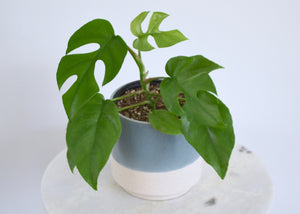 Monstera Ginny Potted in Blue and White pot