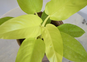 Lime Green and Yellow Indoor Plant
