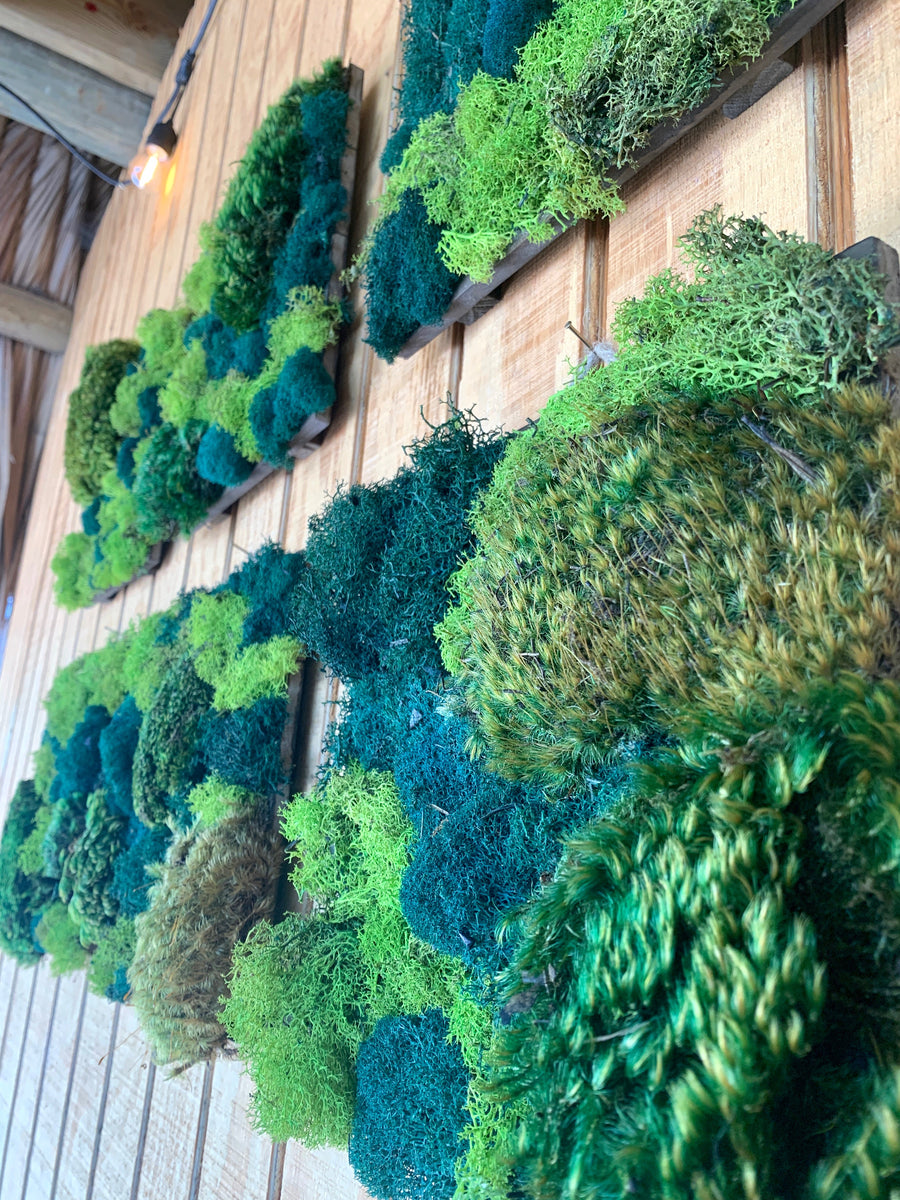 Preserved natural moss wall
