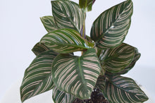 Load image into Gallery viewer, 6&quot; pinstripe plant