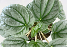Load image into Gallery viewer, Peperomia Frost Indoor Plant