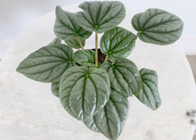 Load image into Gallery viewer, Peperomia 4 Inch