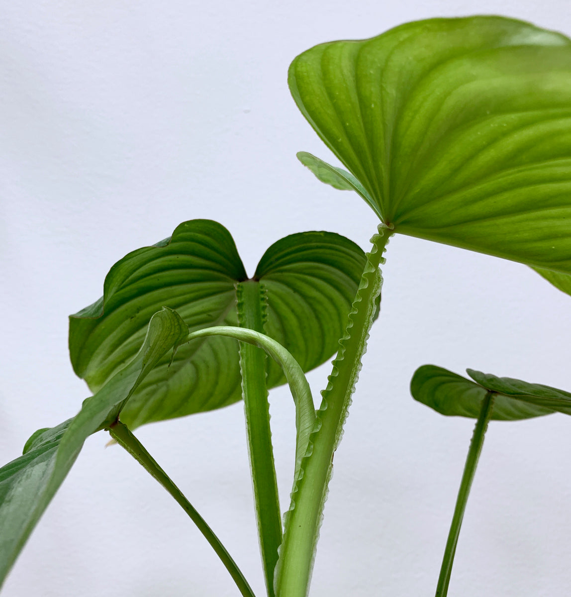 Philodendron mamei (Silver Cloud)