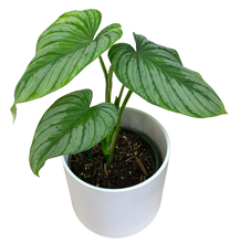 Load image into Gallery viewer, Philodendron mamei (Silver Cloud) - 6 Inch