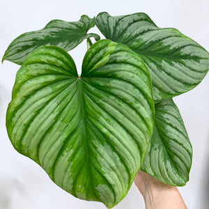 Philodendron mamei (Silver Cloud) - 6 Inch