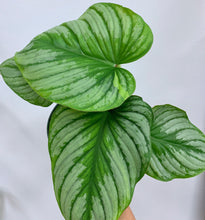 Load image into Gallery viewer, Philodendron mamei (Silver Cloud) - 6 Inch