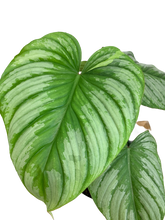 Load image into Gallery viewer, Philodendron mamei (Silver Cloud) - 6 Inch