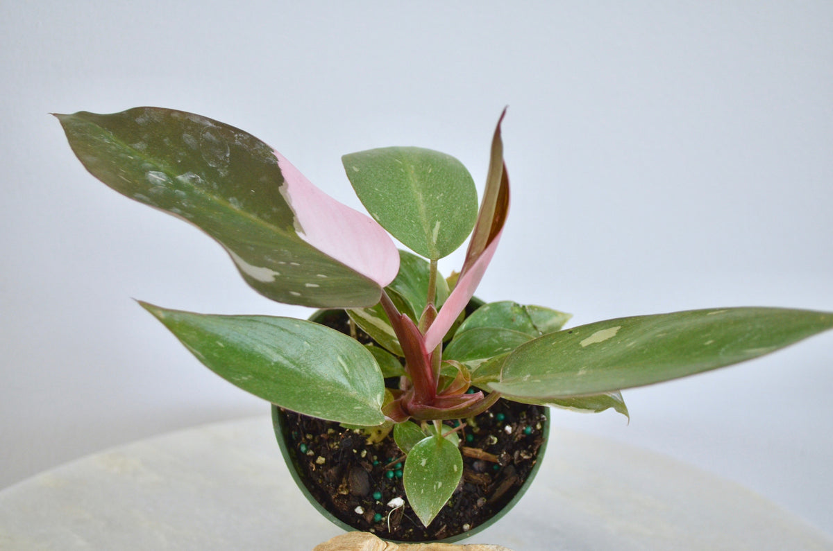 Philodendron Pink Princess (4 Inch) | Free Upgrade for Shipping  Outside In