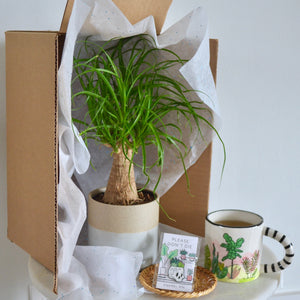 plant in box with tea mug and pin