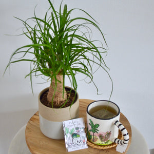 potted ponytail palm next to plant mug and plant pin