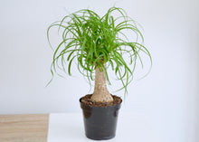 Load image into Gallery viewer, 4 inch ponytail palm houseplant
