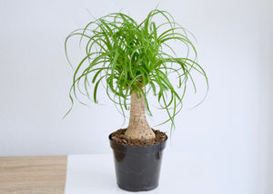 4 inch ponytail palm houseplant